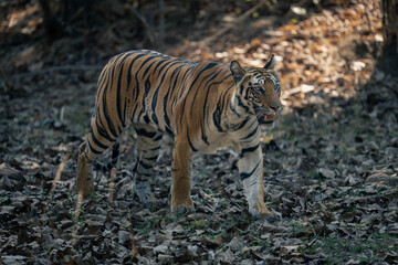 Bengal tiger walks over leaves in forest