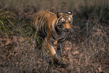 Bengal tiger walks through grass towards camera