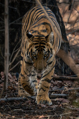 Bengal tiger walks towards camera through forest