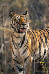 Fototapeta na wymiar Close-up of Bengal tiger standing in bushes