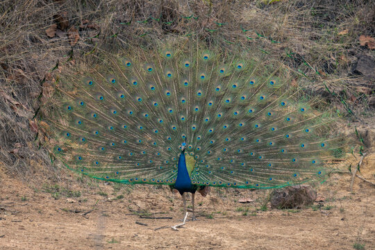 Indian peacock stands displaying feathers near rocks
