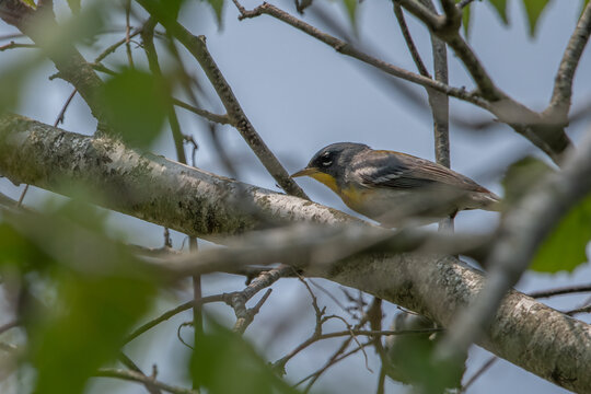 Northern Parula on tree branch.