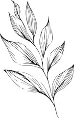 botanical line drawing leaves, botanical line art. wildflower botanical line art, vintage botanical line drawing, botanical illustration botanical line drawing