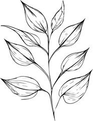 hand drawn vintage botanical coloring pages, botanical elements, botanical flower illustration, botanical illustration black and white