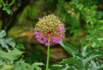 Decorative Onion Flower