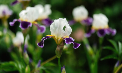 Multicolored irises in the summer garden