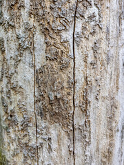 Texture of old wood. Rotten rotten tree.