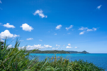Fototapeta na wymiar 奄美大島の自然の風景