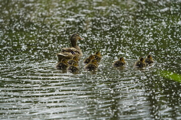 Duck family with 9 cute kids who are 2 days old. Mallard, or Wild duck Drake (Anas platyrhynchos ) Anatidae family. Hanover, Germany.