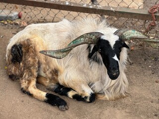 Obraz premium Goat resting