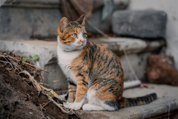 wild brown tabby cat with green eyes in the garden  