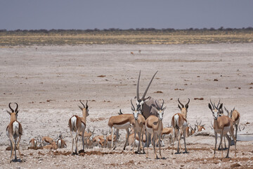 Gemsbok (Oryx gazella) at a waterhole crowded with antelope and other animals in Etosha National Park, Namibia