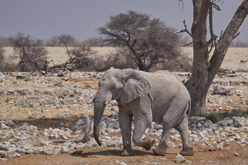 Fototapeta na wymiar African elephant (Loxodonta africana) approaching a waterhole in Etosha National Park, Namibia