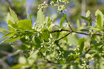 Zweig eines Pfaffenhütchens (Euonymus europaeus) mit frischen Blüten