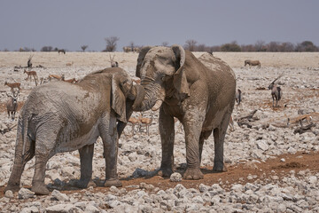 Fototapeta premium African Elephant (Loxodonta africana) sparring against each other at a waterhole in Etosha National Park, Namibia