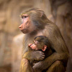 Papio sits with a small child and looks after him..