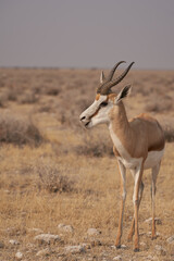 Springok (Antidorcas marsupialis) in Etosha National Park, Namibia