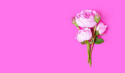 Delicate Rose Blossoming on Pink Background