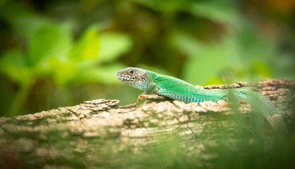 A green lizard basks on a tree trunk.
