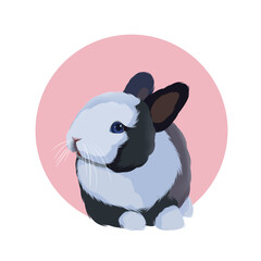 cute rabbit