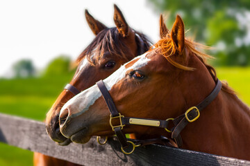Obraz premium Kentucky, Horses