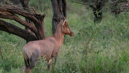 Wild deer in a field © Artur55/Wirestock Creators