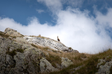 Fototapeta premium A Chamois on a Rock