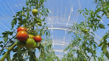 Tomato plants growing in greenhouse at urban garden. Walk and inspection of tomatoes plants health. Green leaf bushes planted in rows at urban city farm. Growing crops and agriculture at summer day.