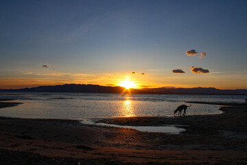 dog drinking water in summer at dusk