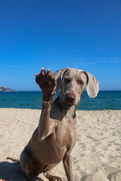 dog waving on the beach