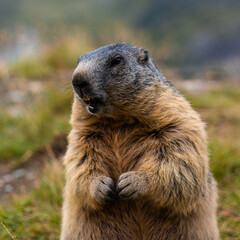 Cute wild Groundhog, standing on his hind legs with his mouth open. Blurred background. Groundhog with fluffy fur sitting on a meadow. View of the landscape. Photographed on Grossglockner. close up