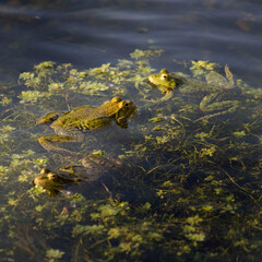 grenouilles dans une mare