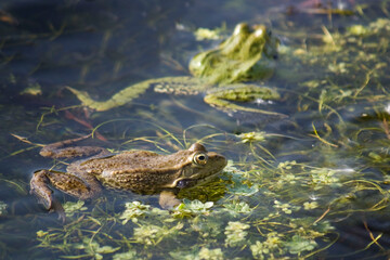 Duo de grenouilles