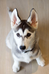 chiot husky admiratif