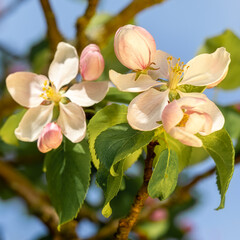 A square image of fully opened apple blossoms, with clearly visible stamens