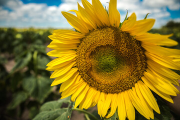 sunflower of blue sky - Girasol