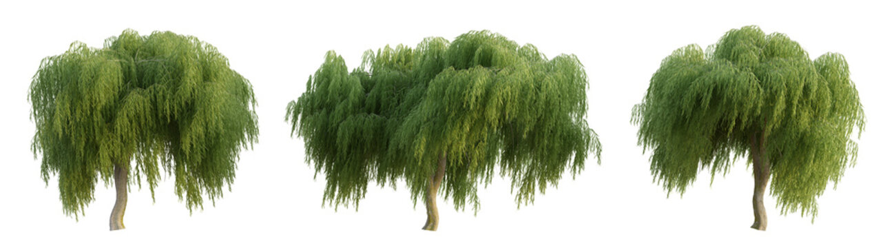 Set of willow trees with isolated on transparent background. PNG file, 3D rendering illustration, Clip art and cut out 