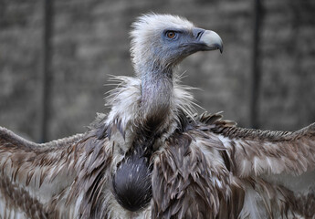 Eurasian griffon vulture (Gyps fulvus) after bathing 
