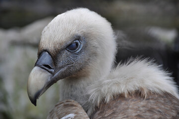 Eurasian griffon vulture (Gyps fulvus) third eyelid 