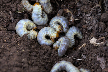 Many stag beetle larvae on the surface of the ground in the garden