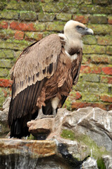 Eurasian griffon vulture (Gyps fulvus) portrait