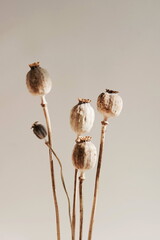Poppy stems set and sunlight on beige background fine art poster. Poppy fruit dry shell head.Aesthetic Botanical poster.
