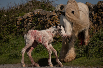 Obraz na płótnie Canvas wild horse just gave birth to baby foal on public road worms head in the Gower South Wales. The newborn animal struggles to stand up while the mother wates instinctively knowing everything is fine