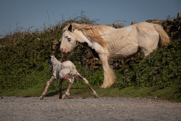 wild horse just gave birth to baby foal on public road worms head in the Gower South Wales. The newborn animal struggles to stand up while the mother wates instinctively knowing everything is fine - obrazy, fototapety, plakaty