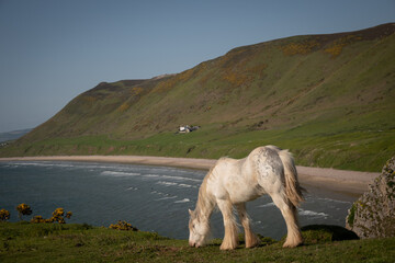 wild ponies on the gower peninsula in South Wales UK on sunny summer day. Horses on cliff edge...