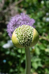 Allium gladiator flower bulb bursting open on sunny Spring day.