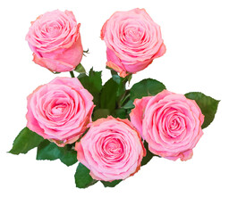 bouquet of roses on a white background