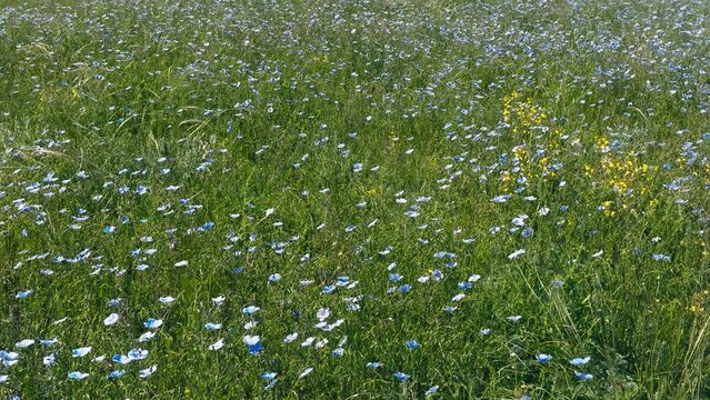 linen field - linum usitatissimum. Massively blooming of Flax in large areas of the dry steppe. Blue flax flowers swaying in the wind. Insect pollinators fly in front of the camera. Slow motion video