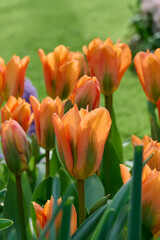 tulip Orange Emperor with backlight and grass in the background