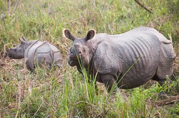 Pair of rhinos